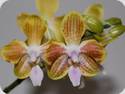 Phalaenopsis venosa x celebensis